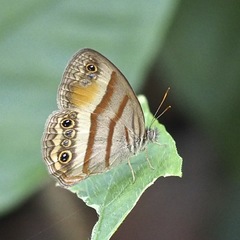 Cissia pseudoconfusa