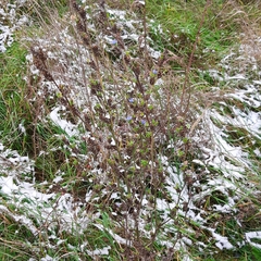 Cichorium intybus