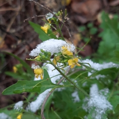 Sisymbrium loeselii