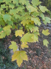 Acer opalus