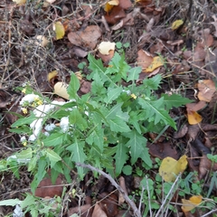 Sisymbrium loeselii