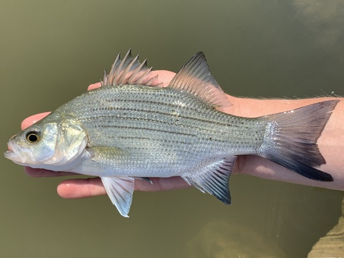 White Bass