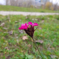 Dianthus carthusianorum