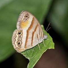 Cissia pseudoconfusa