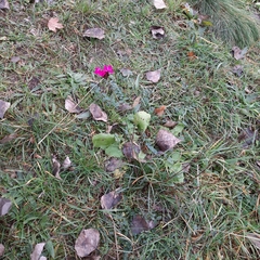 Dianthus carthusianorum