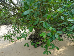 Xylocarpus granatum