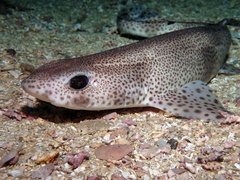 Scyliorhinus canicula
