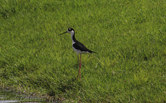 Himantopus mexicanus