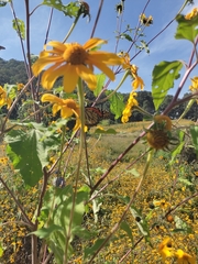 Tithonia