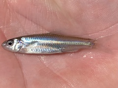 Notropis wickliffi