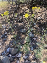 Hymenothrix wislizeni