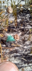 Cyanella hyacinthoides