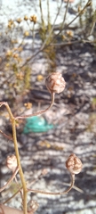 Cyanella hyacinthoides