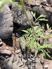 Hymenothrix wislizeni