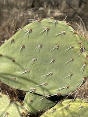 Opuntia orbiculata