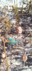 Cyanella hyacinthoides