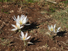 Crocus aleppicus