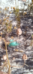 Cyanella hyacinthoides