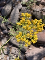 Hymenothrix wislizeni