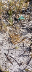 Cyanella hyacinthoides