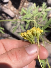 Hymenothrix wislizeni