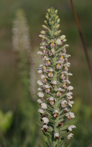 Brachycorythis pubescens image