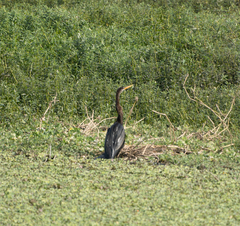 Anhinga melanogaster
