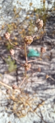 Cyanella hyacinthoides
