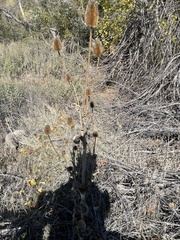 Dipsacus sativus