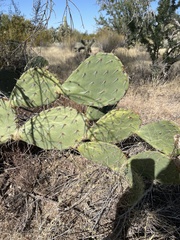 Opuntia orbiculata