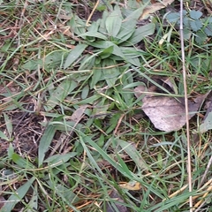 Plantago lanceolata