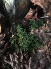 Polytrichum commune