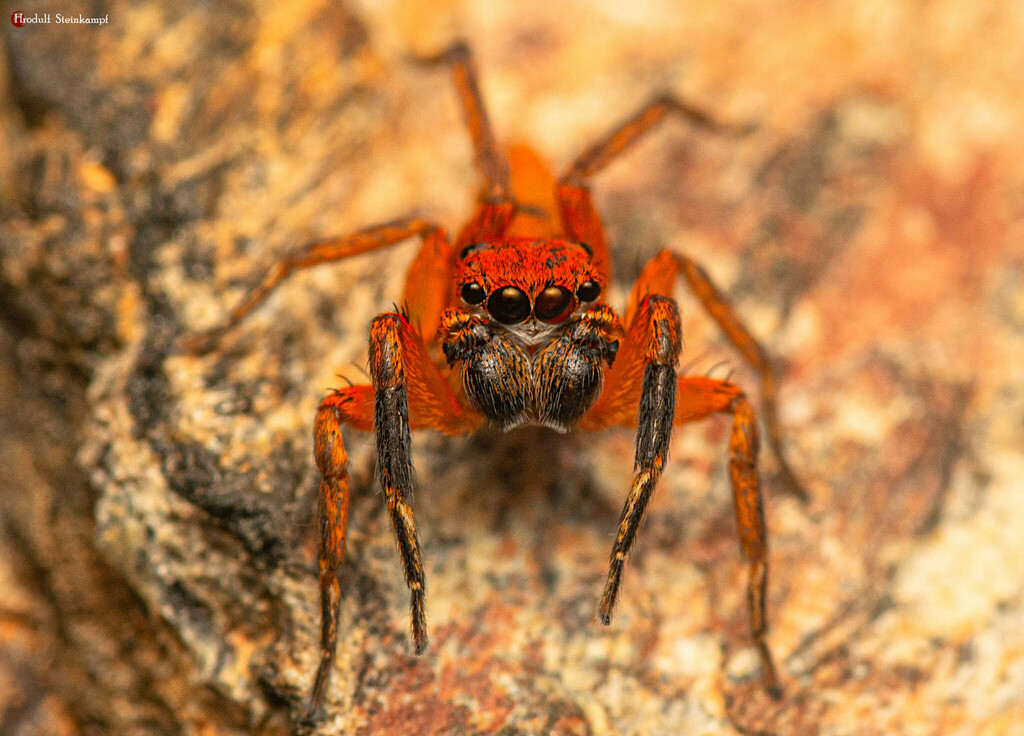 Cyrba boveyi
