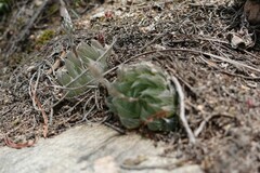 Haworthia cooperi