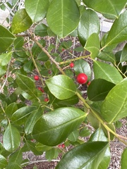 Ilex