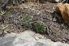 Haworthia cooperi