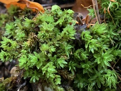 Encalypta streptocarpa