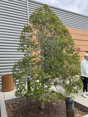 Ilex