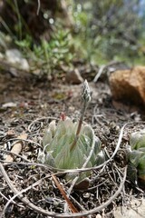 Haworthia cooperi