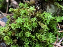 Encalypta streptocarpa