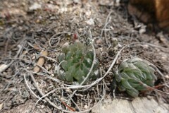 Haworthia cooperi