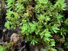 Encalypta streptocarpa