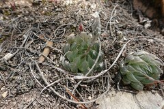 Haworthia cooperi