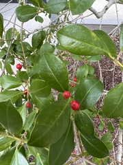 Ilex