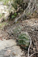 Haworthia cooperi