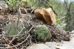 Haworthia cooperi