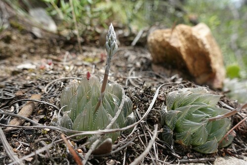 Haworthia cooperi Baker 4