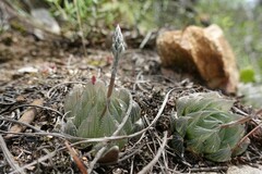 Haworthia cooperi
