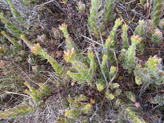 Crassula ciliata