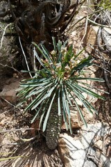 Euphorbia clava